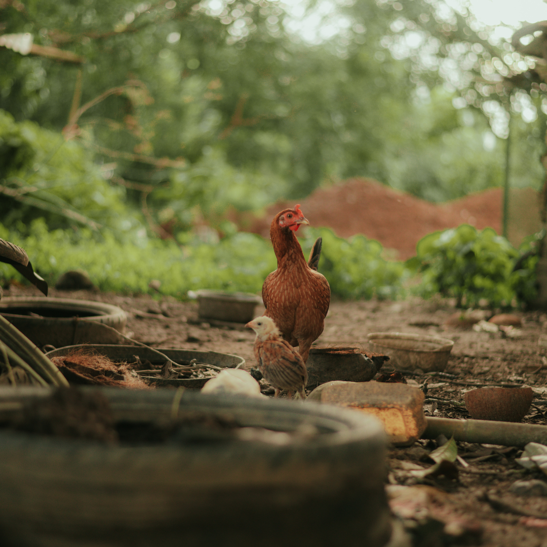 Nature's Lessons: Living in Harmony With the Land