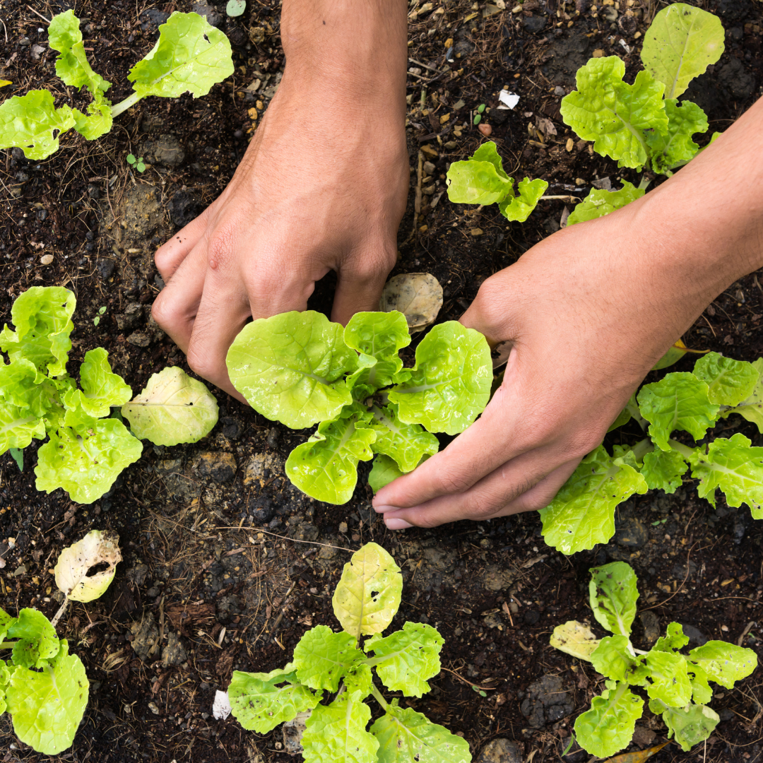 What Vegetables to Plant by Growing Zone: A Beginner’s Guide